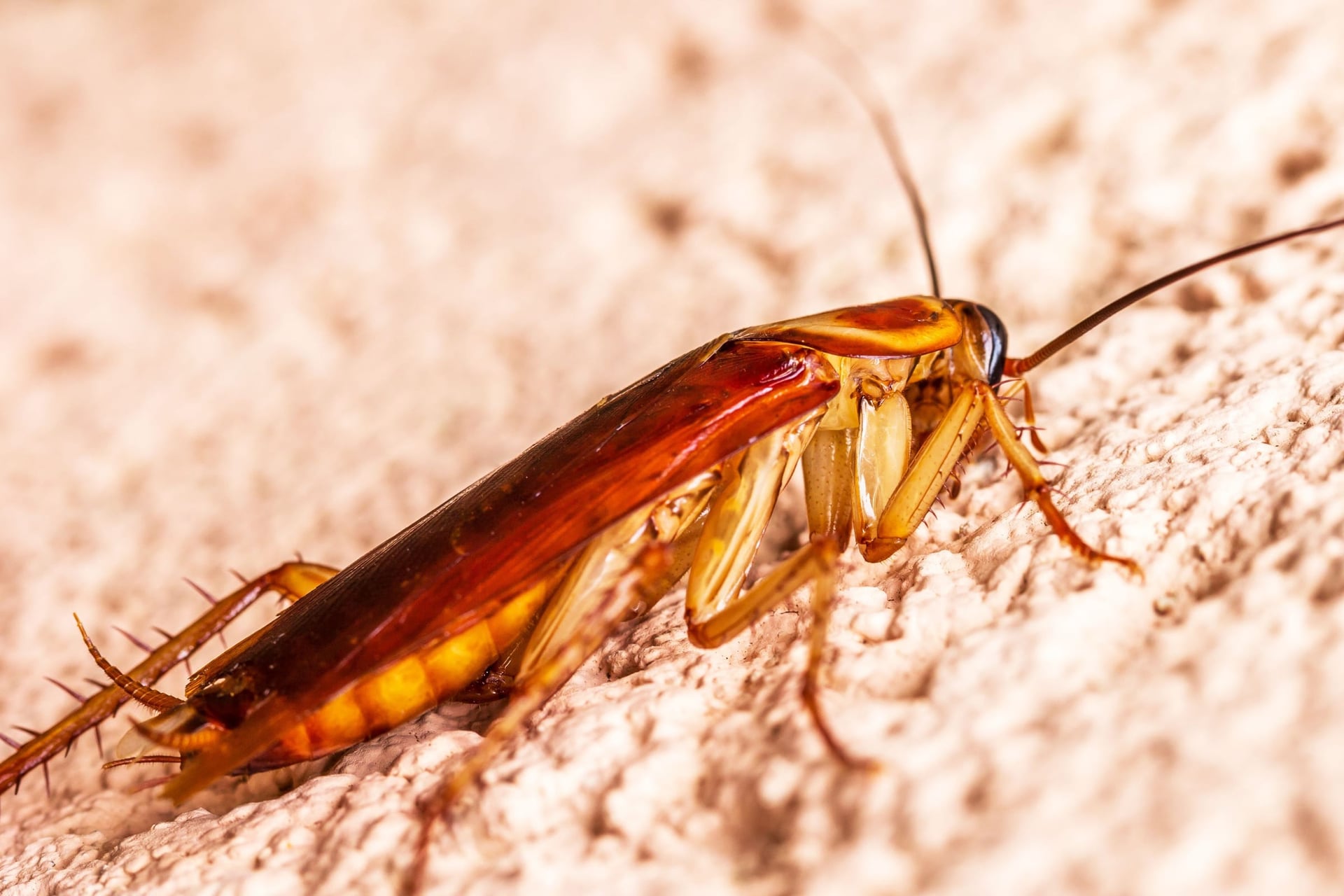 Close-up of a cockroach on a rough wall surface.
