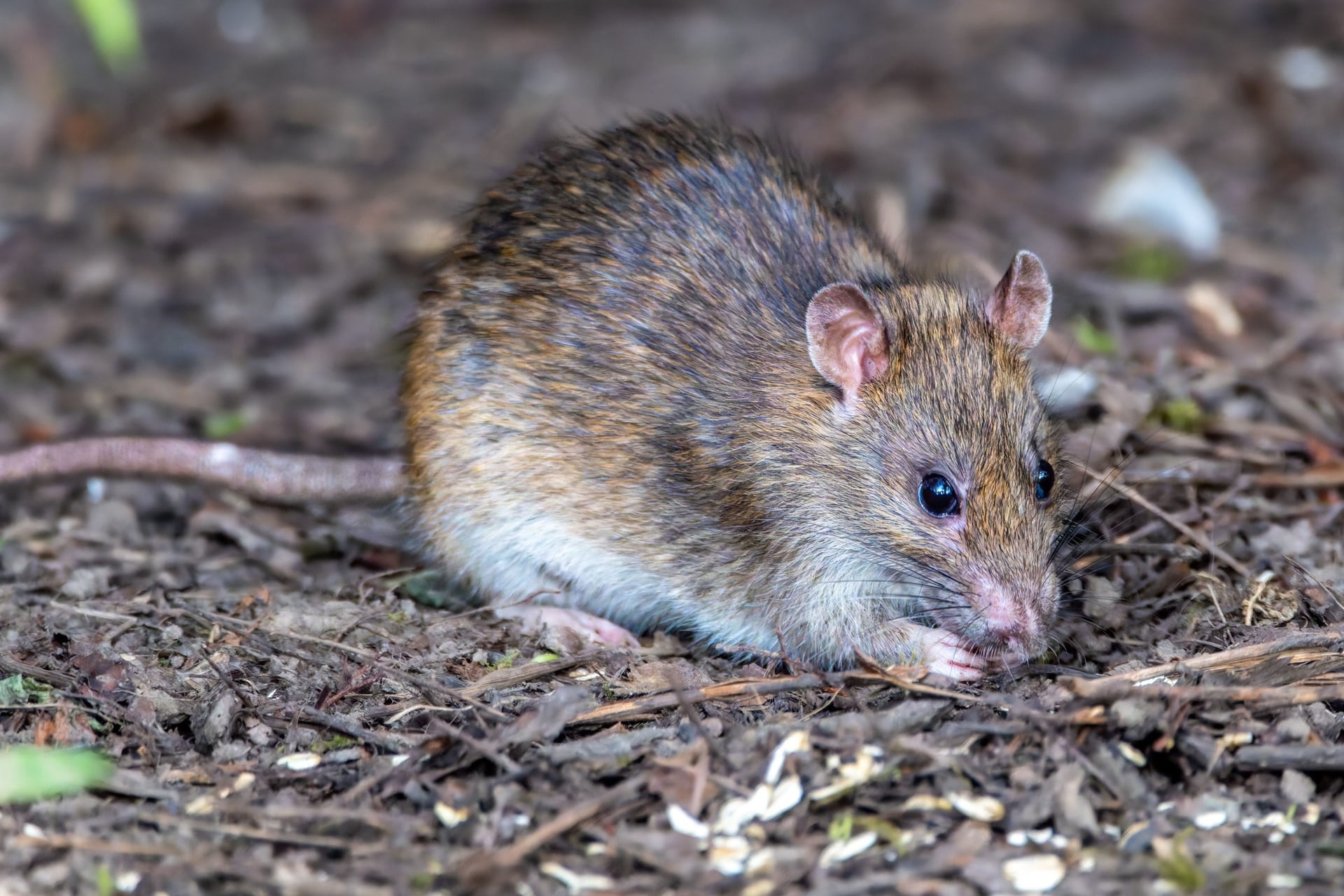 A brown rat foraging on the ground among dry leaves.