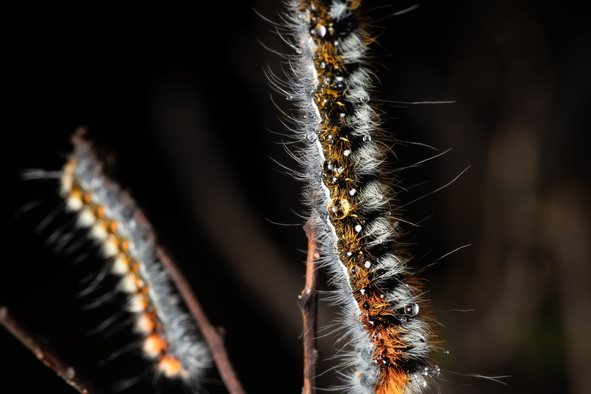 Two hairy pine processionary caterpillars on a twig at night.